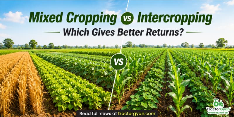Mixed cropping vs intercropping: Which gives better returns? image