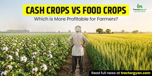Cash crops vs food crops: Which is more profitable for farmers? image