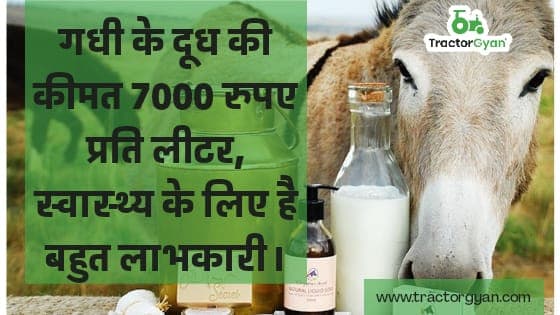 गधी के दूध की कीमत 7000 रुपए प्रति लीटर, स्वास्थ्य के लिए है बहुत लाभकारी। गधी के दूध की कीमत 7000 रुपए प्रति लीटर, स्वास्थ्य के लिए है बहुत लाभकारी। image