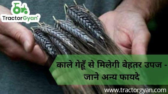 काले गेहूँ से मिलेगी बेहतर उपज - जाने अन्य फायदे काले गेहूँ से मिलेगी बेहतर उपज - जाने अन्य फायदे image