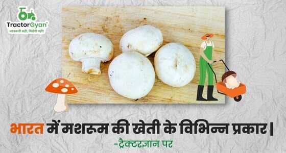 Different Types of Mushroom Cultivation in India