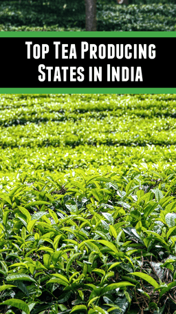 Top Tea Producing States in India | TractorGyan Top Tea Producing States in India | TractorGyan