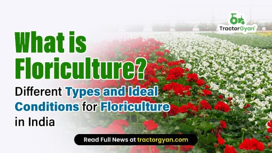 What is Floriculture? Different Types and Ideal Conditions for Floriculture in India What is Floriculture? Different Types and Ideal Conditions for Floriculture in India image