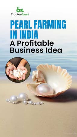 Pearl Farming in India: A Profitable Business Idea Pearl Farming in India: A Profitable Business Idea
