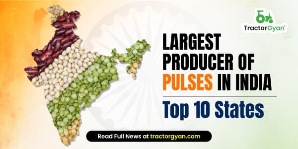 Largest Producer of Pulses in India - Top 10 States Largest Producer of Pulses in India - Top 10 States image