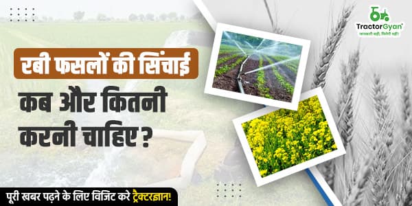 जानिए रबी फसलों की सिंचाई कब और कितनी करनी चाहिए? जानिए रबी फसलों की सिंचाई कब और कितनी करनी चाहिए? image