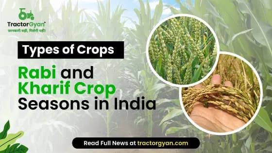 Rabi and Kharif Crop Seasons in India - Types, Factors | Tractorgyan Rabi and Kharif Crop Seasons in India - Types, Factors | Tractorgyan image