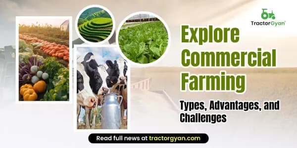 Explore Commercial Farming Types, Advantages, and Challenges Explore Commercial Farming Types, Advantages, and Challenges image