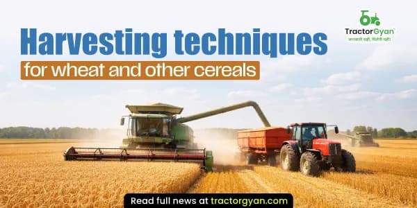 Harvesting techniques for wheat and other cereals Harvesting techniques for wheat and other cereals image