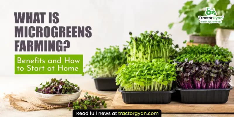 What is microgreens farming? Benefits and how to start at home What is microgreens farming? Benefits and how to start at home image