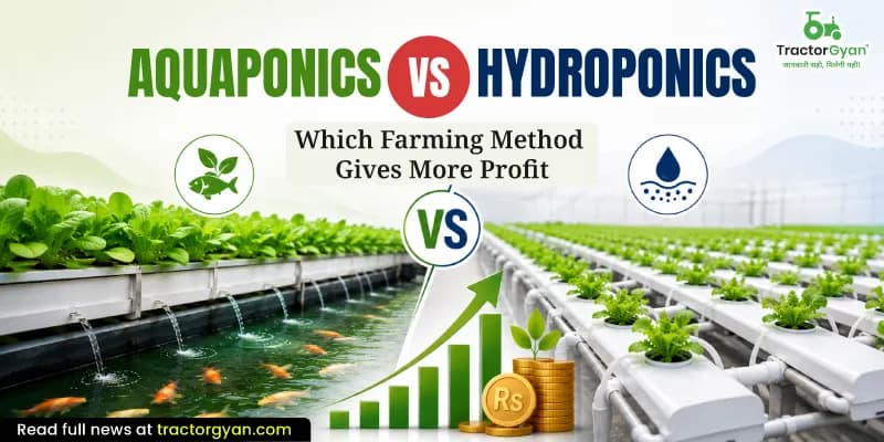 Aquaponics vs Hydroponics: Which farming method gives more profit Aquaponics vs Hydroponics: Which farming method gives more profit image
