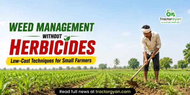 Weed management without herbicides: Low-cost techniques for small farmers Weed management without herbicides: Low-cost techniques for small farmers image