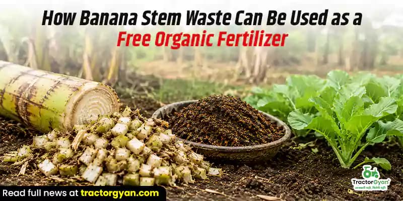 How banana stem waste can be used as a free organic fertilizer How banana stem waste can be used as a free organic fertilizer