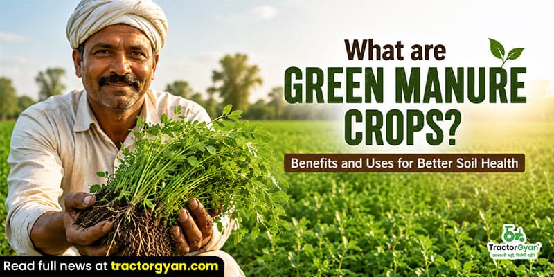 What are green manure crops? Benefits and uses for better soil health What are green manure crops? Benefits and uses for better soil health