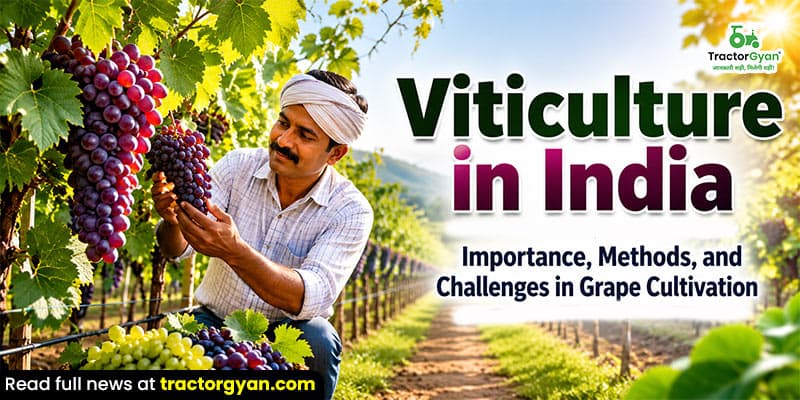 Viticulture in India: Importance, methods, and challenges in grape cultivation Viticulture in India: Importance, methods, and challenges in grape cultivation