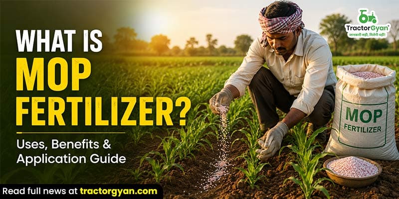 What is MOP fertilizer? Uses, benefits, and application guide What is MOP fertilizer? Uses, benefits, and application guide
