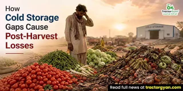 How cold storage gaps cause post-harvest losses How cold storage gaps cause post-harvest losses image