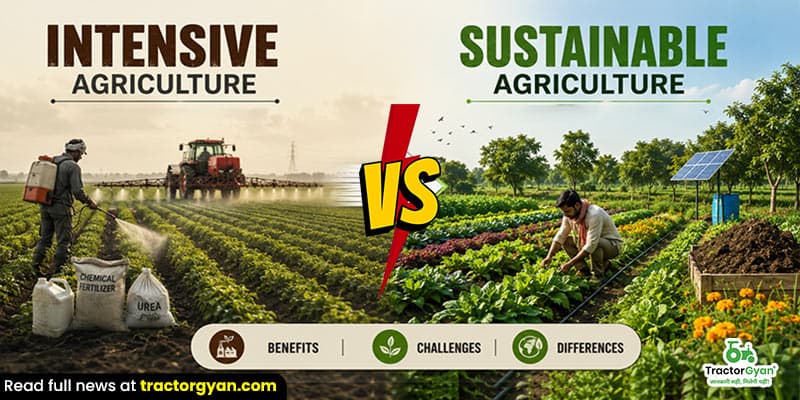 Intensive agriculture vs sustainable agriculture: Benefits, challenges & differences Intensive agriculture vs sustainable agriculture: Benefits, challenges & differences image