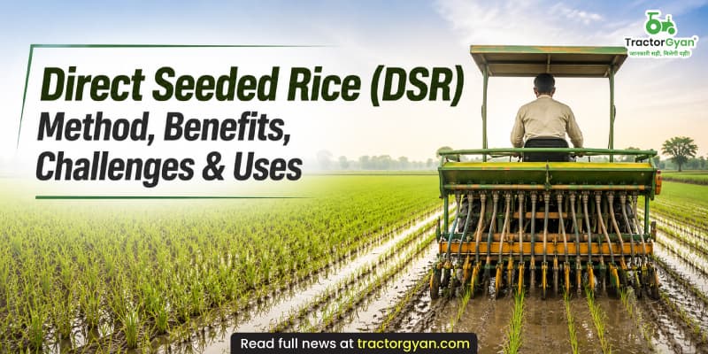 Direct Seeded Rice (DSR): Method, benefits, challenges & uses Direct Seeded Rice (DSR): Method, benefits, challenges & uses image