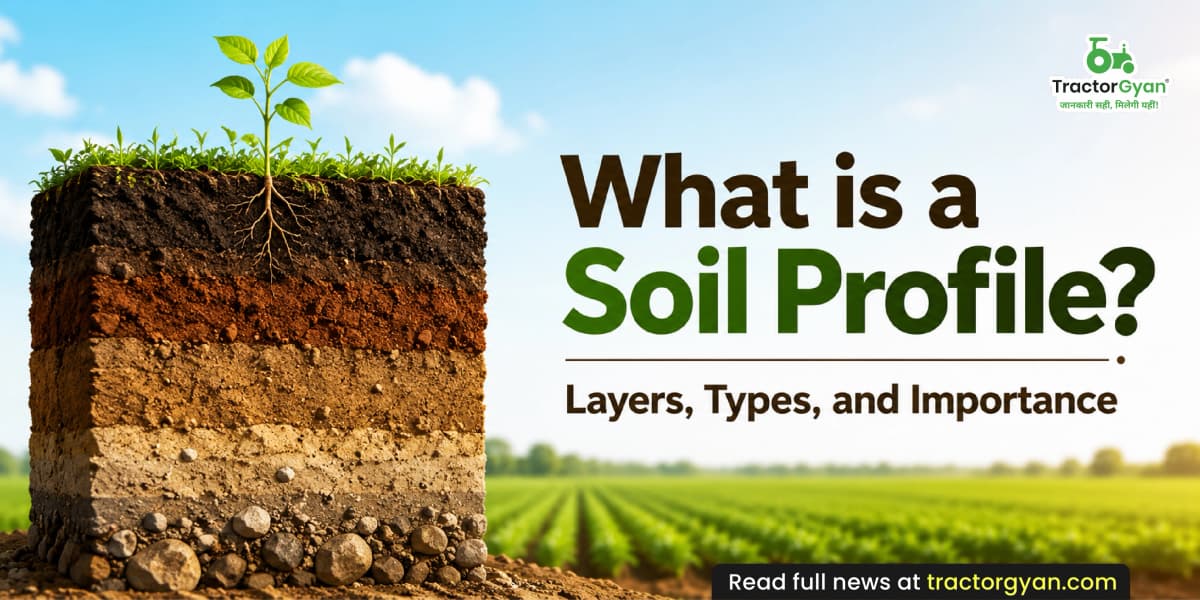 What is a soil profile? Layers, types, and importance What is a soil profile? Layers, types, and importance image