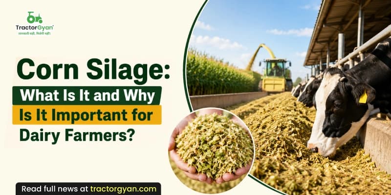 Corn Silage: What is it and why is it important for dairy farmers? Corn Silage: What is it and why is it important for dairy farmers? image