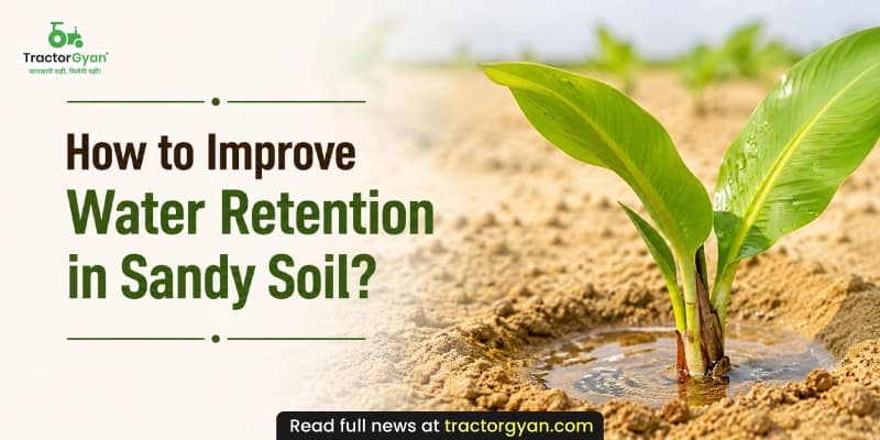 How to improve water retention in sandy soil? How to improve water retention in sandy soil? image