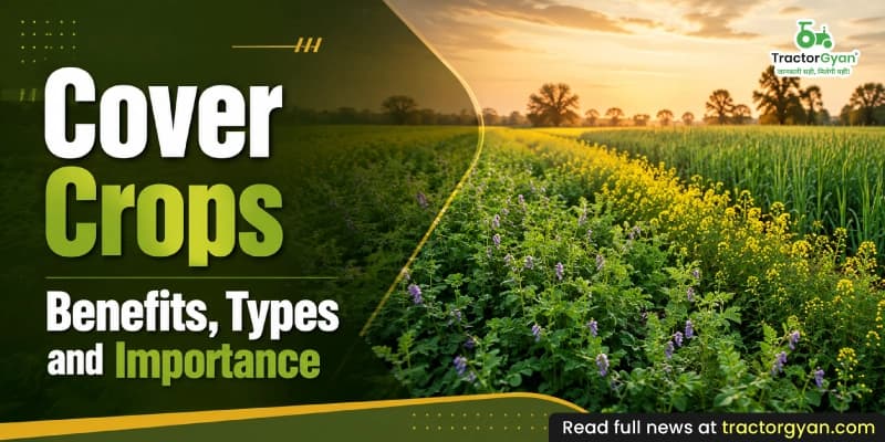 Cover crops: Benefits, types, and importance Cover crops: Benefits, types, and importance image