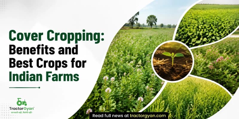 Cover cropping: Benefits and best crops for Indian farms Cover cropping: Benefits and best crops for Indian farms