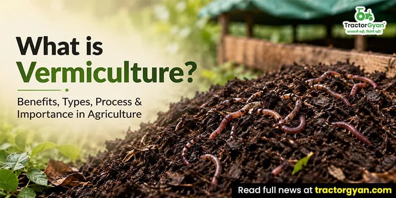 What Is Vermiculture? Benefits, types, process & importance in agriculture What Is Vermiculture? Benefits, types, process & importance in agriculture image