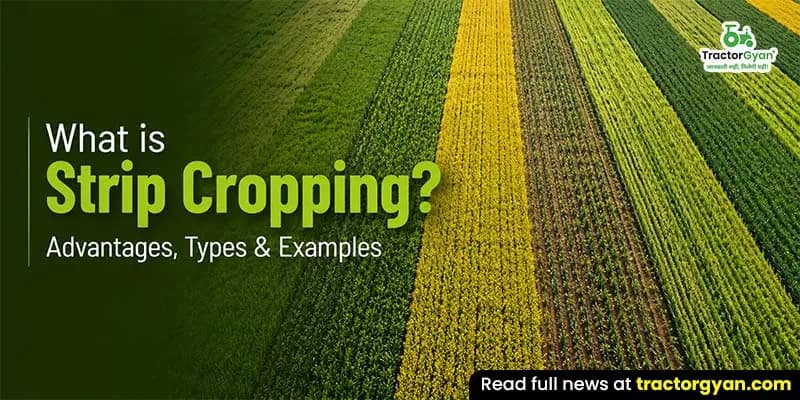 What is strip cropping? Advantages, types & examples What is strip cropping? Advantages, types & examples