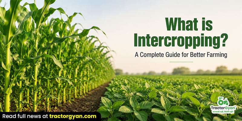 What is Intercropping? Types, benefits & farming guide What is Intercropping? Types, benefits & farming guide image