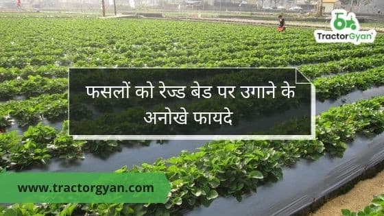 Everything you need to know about raised bed farming Everything you need to know about raised bed farming image