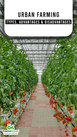 Urban farming: Types, Advantages & Disadvantages | Tractorgyan Urban farming: Types, Advantages & Disadvantages | Tractorgyan